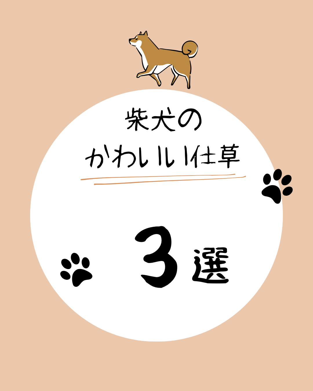 柴犬